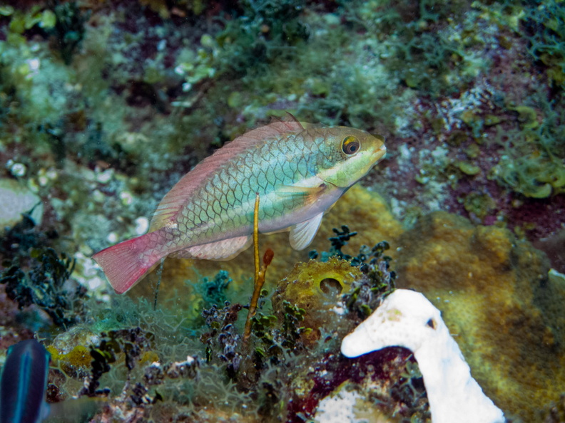 100 Redband Parrotfish Juvenile IMG_3831.jpg