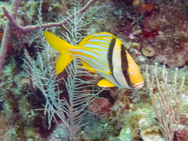 102 Porkfish IMG 3836