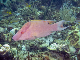 104 Hogfish IMG 3841