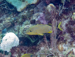 105 Bluestriped Grunt IMG 3843