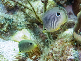 109 Foureye Butterflyfish IMG 3853