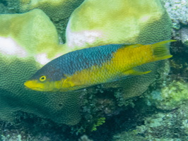 110 Spanish Hogfish IMG 3855