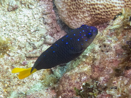 111 Yellowtail Damselfish IMG 3856-2