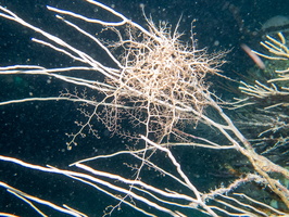 114 Basket Star IMG 4579