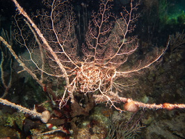 116 Basket Star IMG 4584