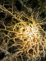 117 Basket Star  IMG 4585