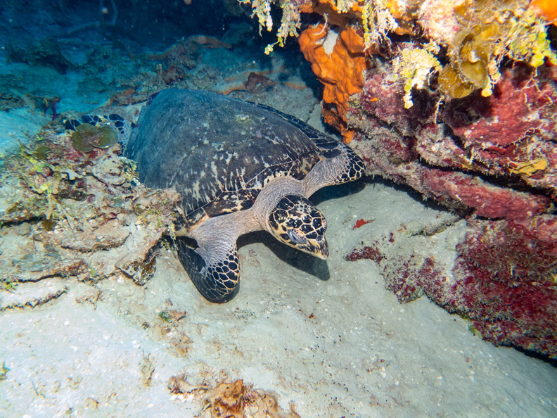 11 Sleeping Hawksbill Sea Turtle at 105 feet IMG_3871.jpg