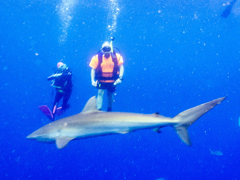 18 Jeff with Caribbean Reef Shark IMG_3889.jpg