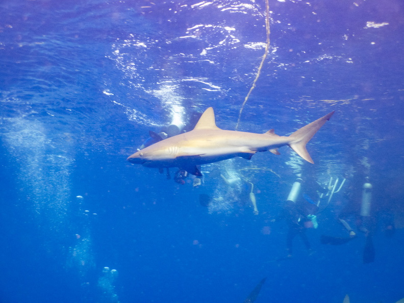 20 Caribbean Reef Shark IMG_3891.jpg