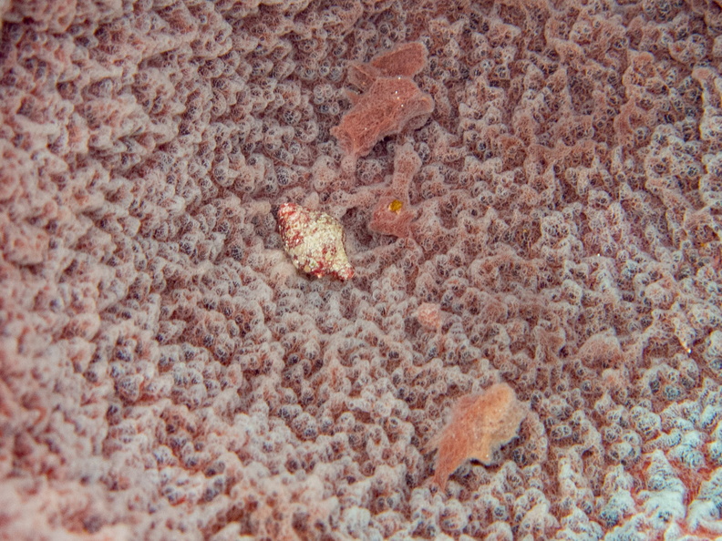50 Small Mollusk at bottom of Barrel Sponge IMG_4605.jpg