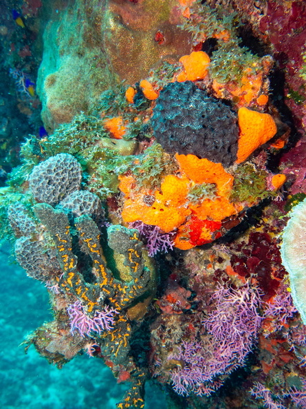 63 Sponges and Coral on Wall IMG_4628.jpg