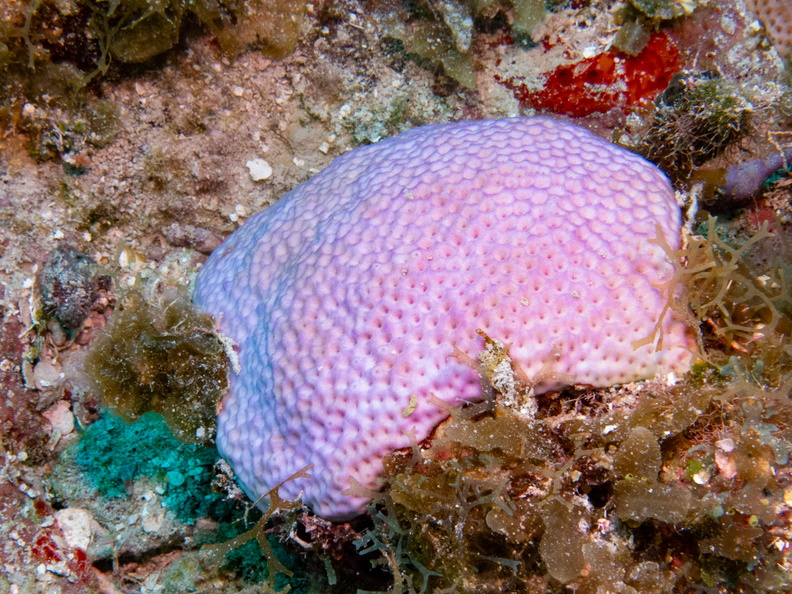 69 Lesser Starlet Coral IMG_4634.jpg