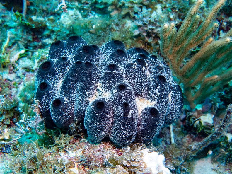 71 Branching Tube Sponge IMG_4636.jpg