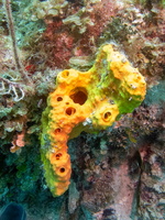 73 Yellow Tube Sponge IMG 4642