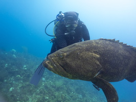 76 Jannier with Goliath Grouper IMG 4647