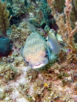 101 Procupinefish   IMG 3936