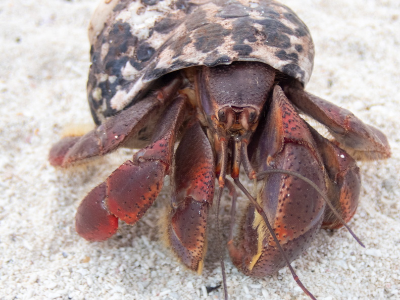 11 Hermit Crab PB021993.jpg