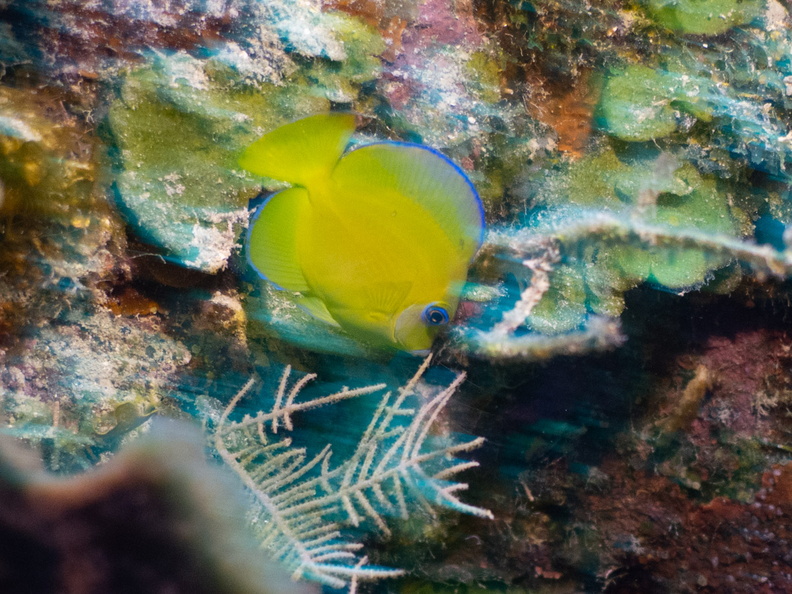 78 Blue Tang Juvenile  IMG_4700.jpg