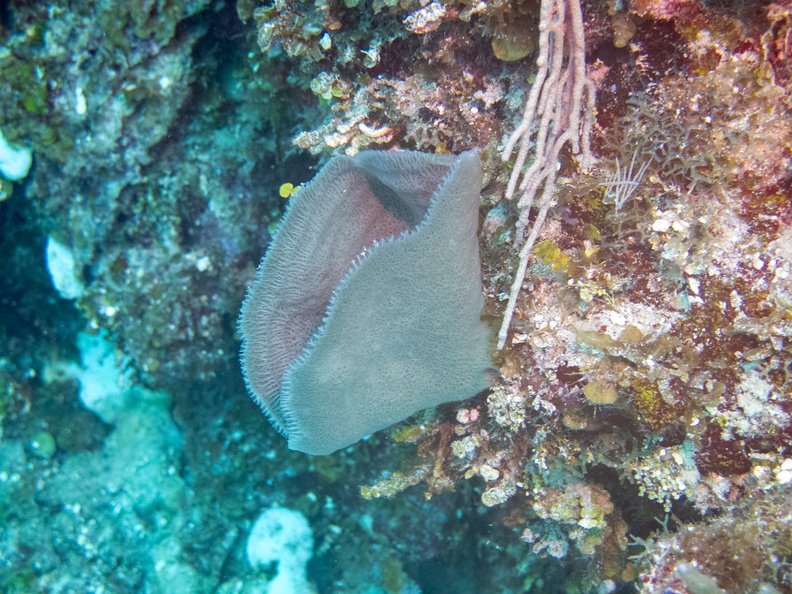 9 Purple Vase Sponge IMG_4733.jpg