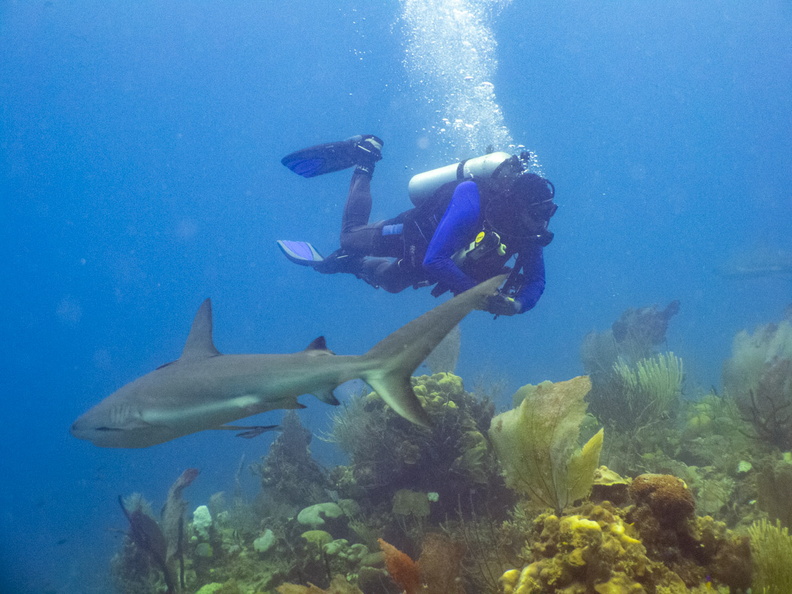 18 John and Carribbean Reef Shark  IMG_4751.jpg