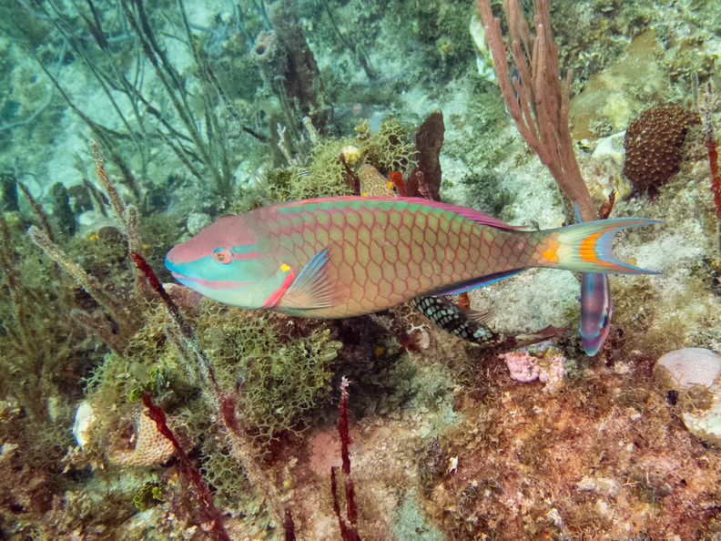 32 Stoplight Parrotfish IMG_4781.jpg