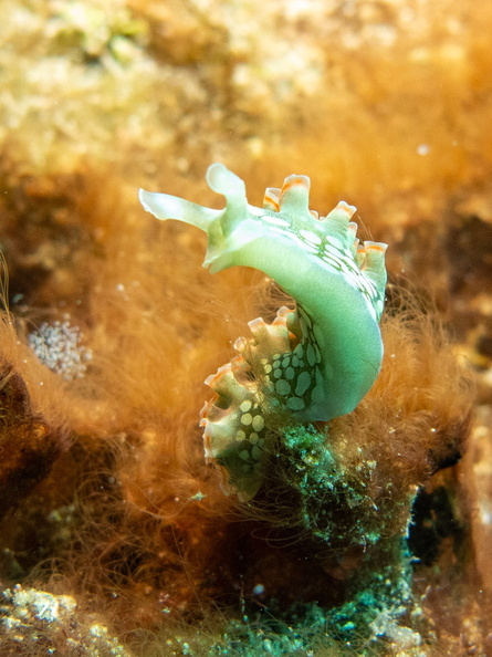 36 Lettuceleaf Sea Slug IMG_4793.jpg