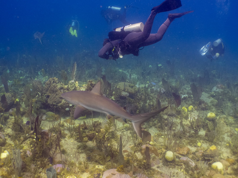 41 Shannon with Caribbean Reef Shark IMG_4801.jpg