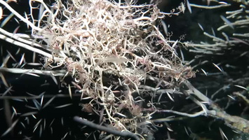 115 Basket Star Eating Worms MVI 4580