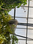 68 IMG 5729