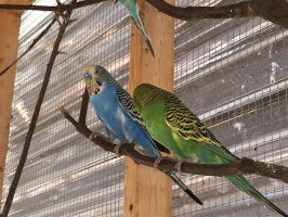 IMG 4660