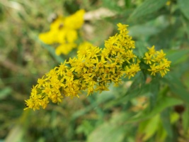 IMG 4261