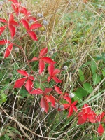 IMG 4271