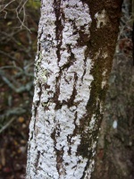 IMG 4318