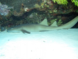 Cozumel Wednesday