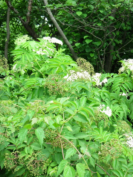 IMG_3078.jpg