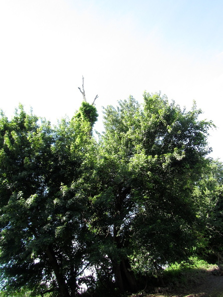 IMG_3204-1491691145.jpg