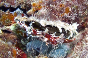 CRW 2259