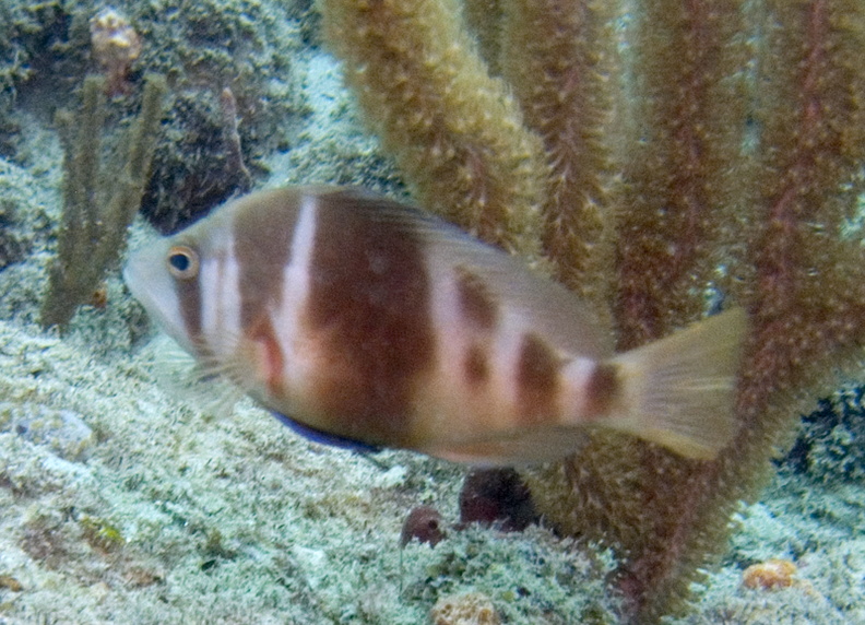 CRW_9661.jpg