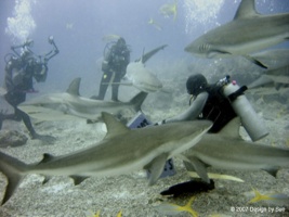 The Bahamas with Dutchess Diving and Stuart Cove's Febtruary 2007