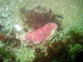 IMG 9618