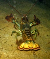 11 Lobster