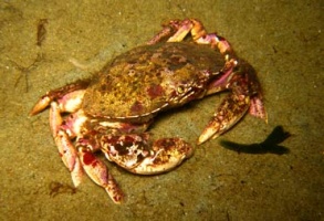 7 Crab