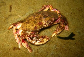 7 Crab