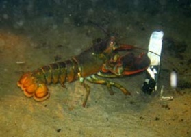8 Lobster Eating Razer Clam