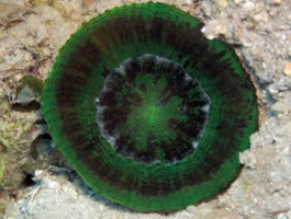 Curacao 2009