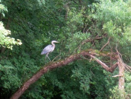 Fishkill Creek 8-27-11 - 8.7 miles