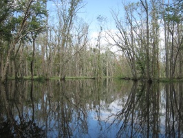 Great Swamp 9-10-11