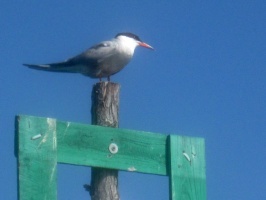 Manasquan River, NJ 7-31-11