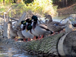 Ten Mile River 10-13-12 .