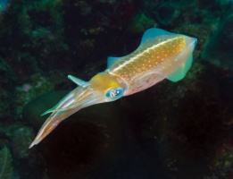 004  Caribbean Reef Squid IMG_6262